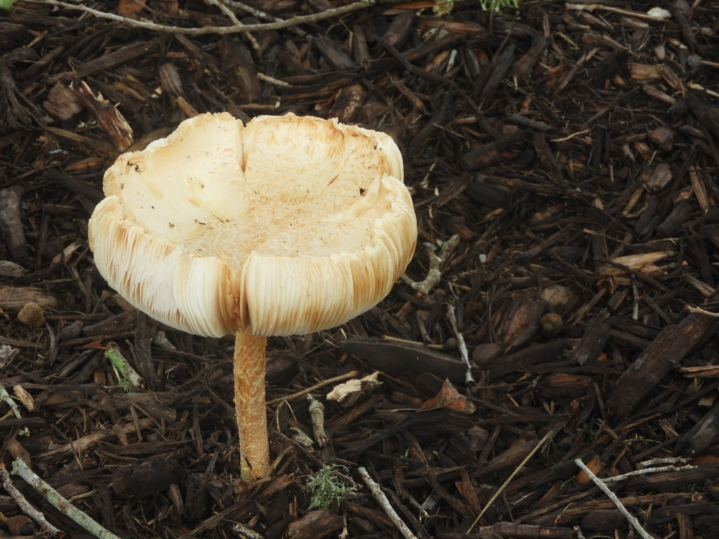 Amanita Sect. Lepidella from Cisco Gardens, Jacksonville, FL, USA on