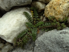 Gingidia decipiens