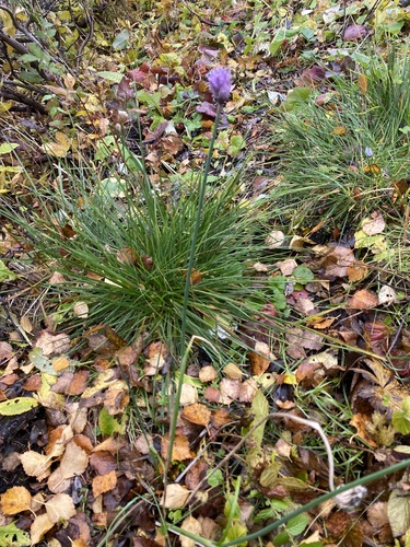 Chives