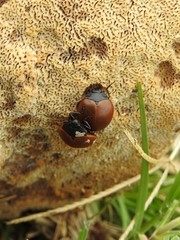 Aegithus clavicornis