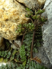Gingidia decipiens