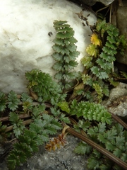 Gingidia decipiens