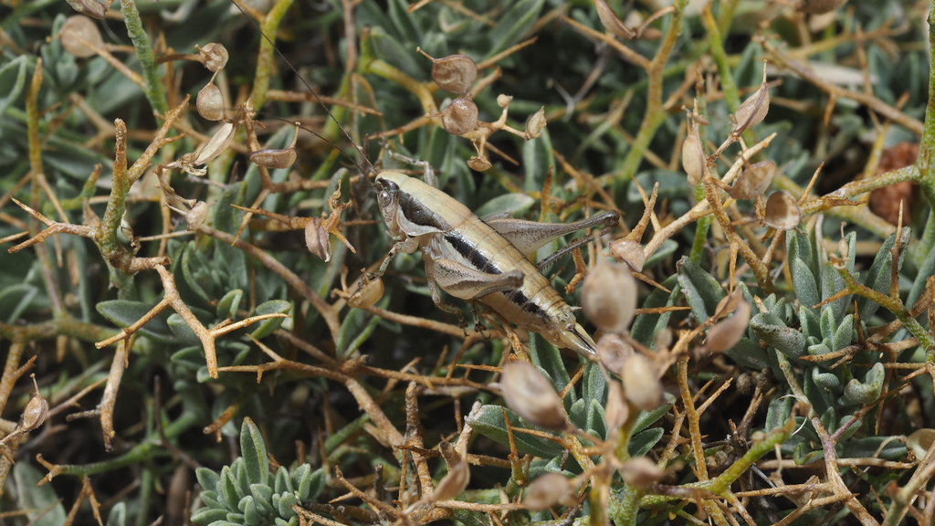 Ctenodecticus major