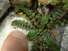 Gingidia decipiens