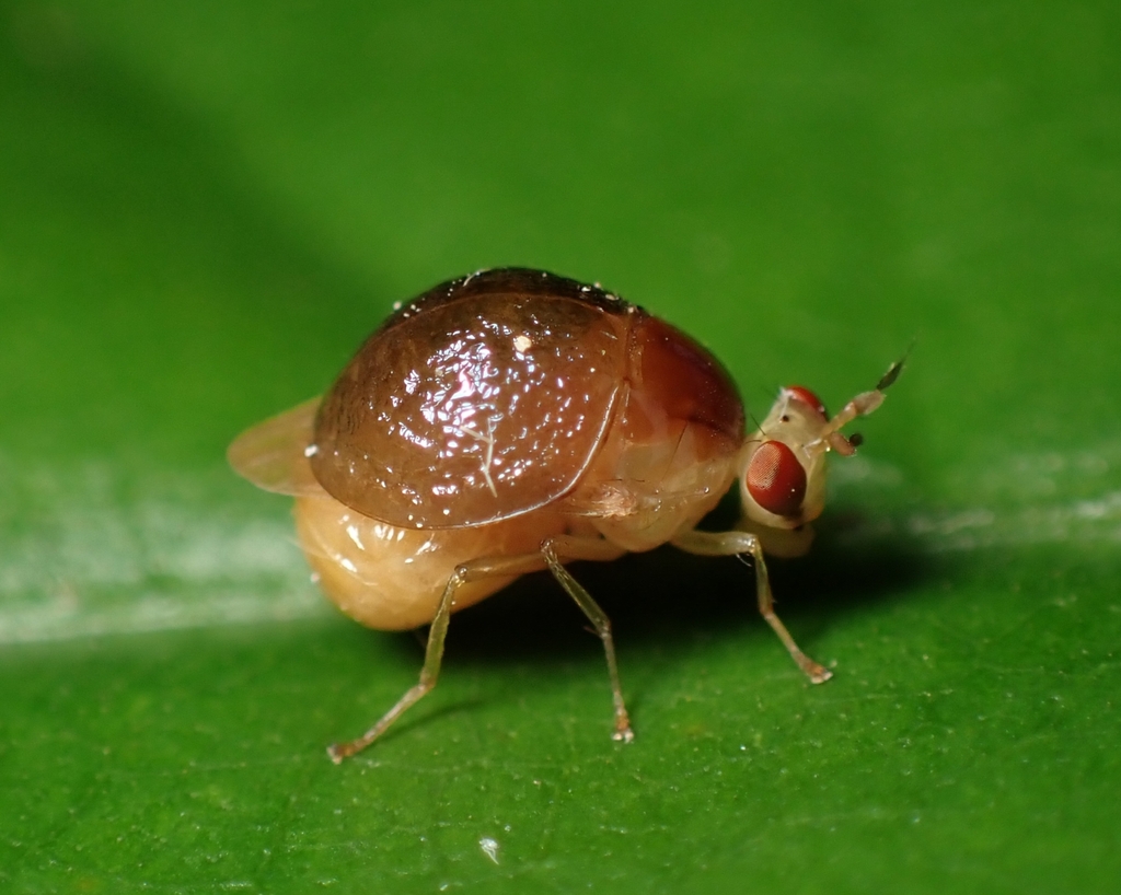 Ceplis Insect Celyphus from Chiang Mai on October 1, 2023 at 04:52 PM by Michaela ...