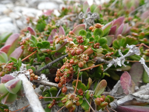 Image of Pharnaceum cordifolium by (c) Thomas Koffel, some rights reserved (CC BY)