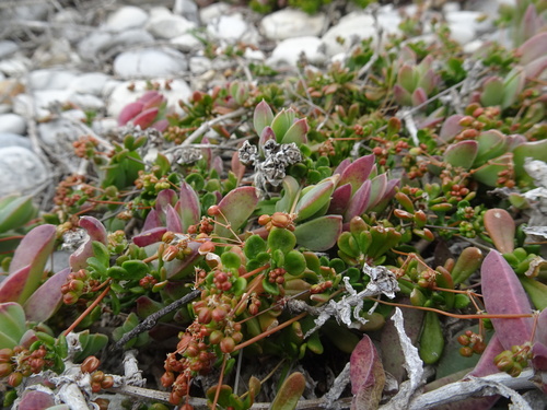 Image of Pharnaceum cordifolium by (c) Thomas Koffel, some rights reserved (CC BY)