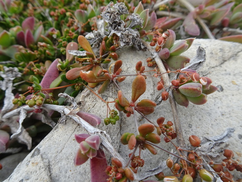 Pharnaceum cordifolium (Pharnaceum cordifolium)