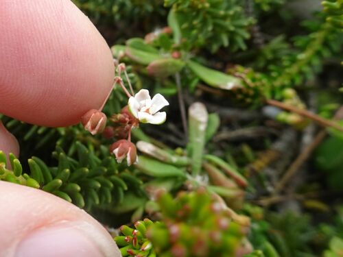 Image of Pharnaceum cordifolium by (c) Thomas Koffel, some rights reserved (CC BY)
