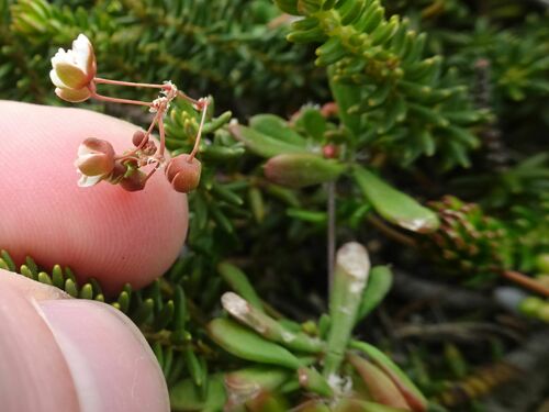 Image of Pharnaceum cordifolium by (c) Thomas Koffel, some rights reserved (CC BY)