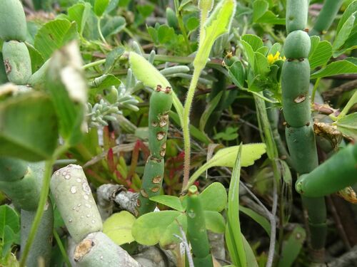 Image of Senecio arenarius by (c) Thomas Koffel, some rights reserved (CC BY)