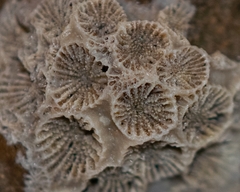 Astrangia poculata image