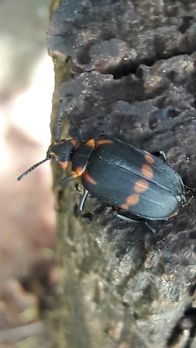 Tetraonyx borrei · iNaturalist