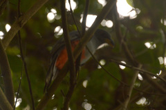 Trogon melanurus