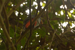 Trogon melanurus