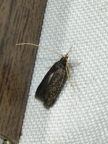 Homaloxestis briantiella