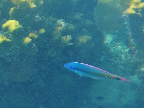 Painted wrasse (Halichoeres pictus) — Labridae