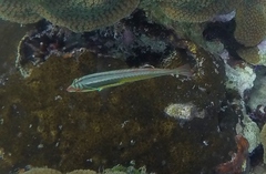 Halichoeres maculipinna