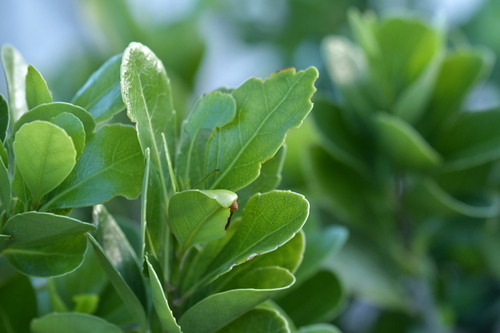 Image of Melicytus novae by (c) Christopher Stephens, some rights reserved (CC BY-SA)