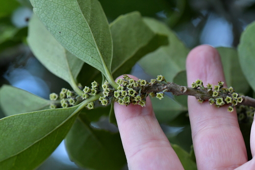 Image of Melicytus novae by (c) Christopher Stephens, some rights reserved (CC BY-SA)