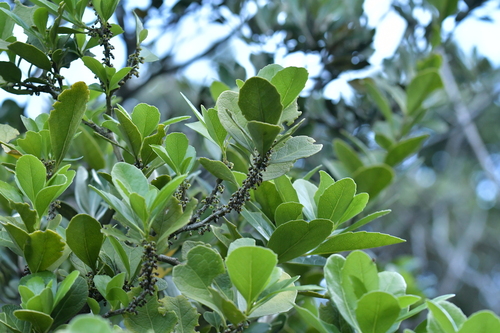 Image of Coastal Māhoe (Melicytus novae) by (c) Christopher Stephens, some rights reserved (CC BY-SA)