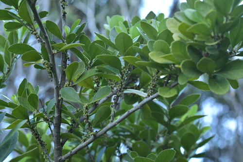 Image of Coastal Māhoe (Melicytus novae) by (c) Christopher Stephens, some rights reserved (CC BY-SA)
