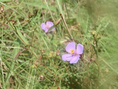 Osbeckia chinensis, photograph (c) Toby Y, some rights reserved (CC BY)