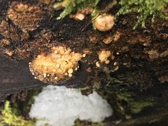 Trichoderma pulvinatum