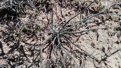 Trachyandra asperata