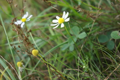 Matricaria