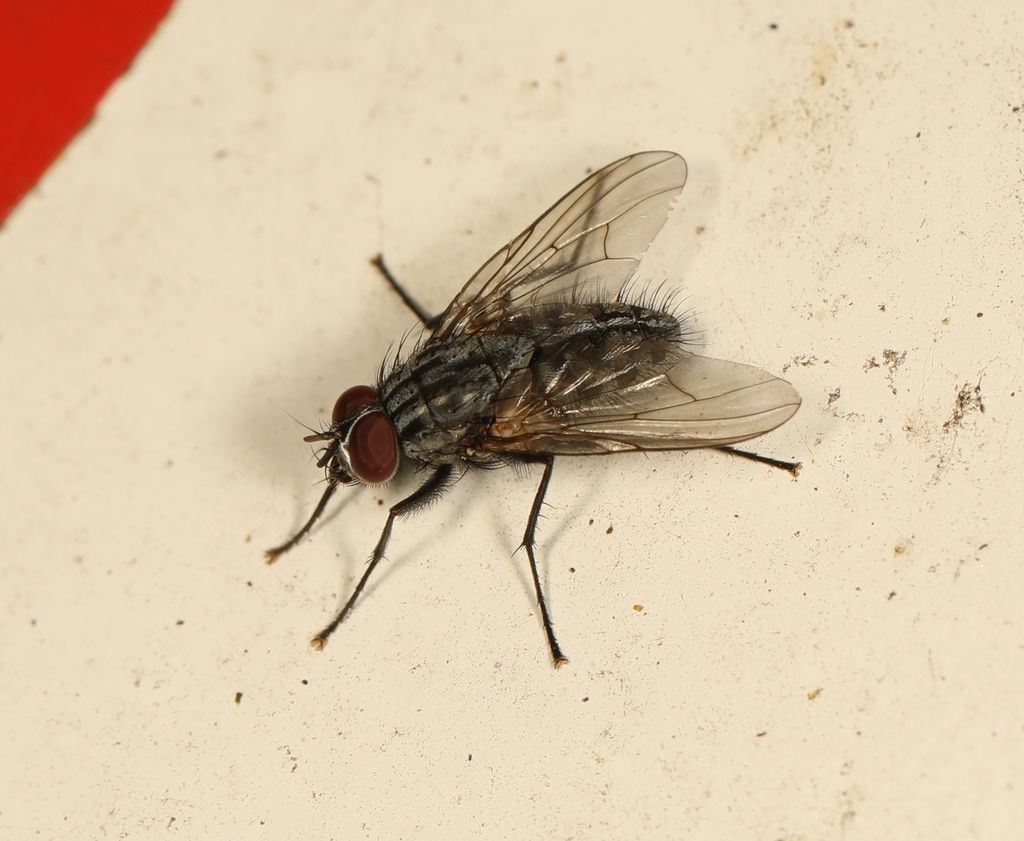 Phaonia gobertii