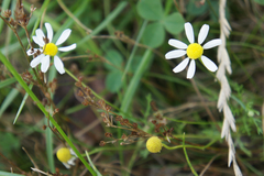 Matricaria