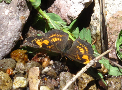 Chlosyne nycteis drusius