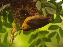 Ploceus sanctithomae