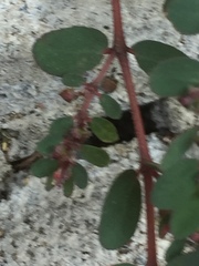 Euphorbia prostrata