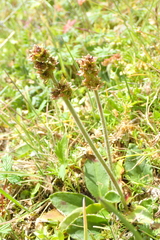 Micranthes hieraciifolia