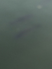 Actinopterygii