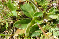 Micranthes hieraciifolia