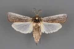 Melitara subumbrella