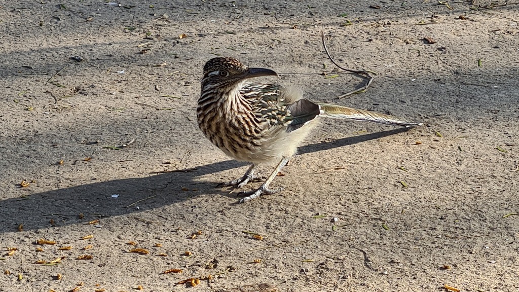 Greater Roadrunner from 621 La Sagunada Rd, Rio Grande City, TX 78582 ...