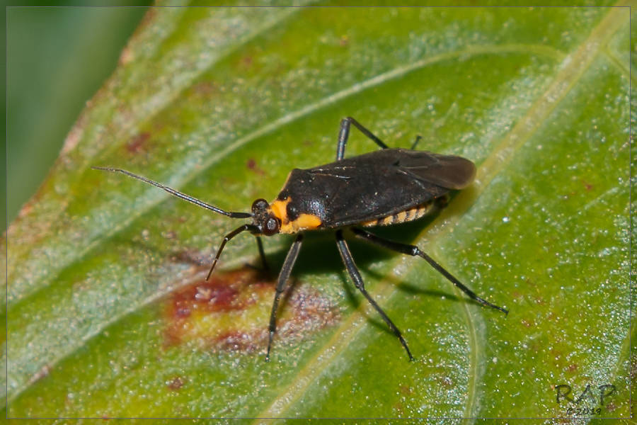 Prepops circummaculatus