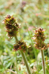 Micranthes hieraciifolia