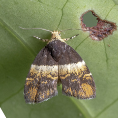 Choreutis argoxantha