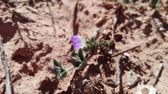 Blepharis integrifolia