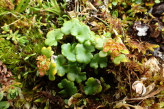 Chrysosplenium wrightii