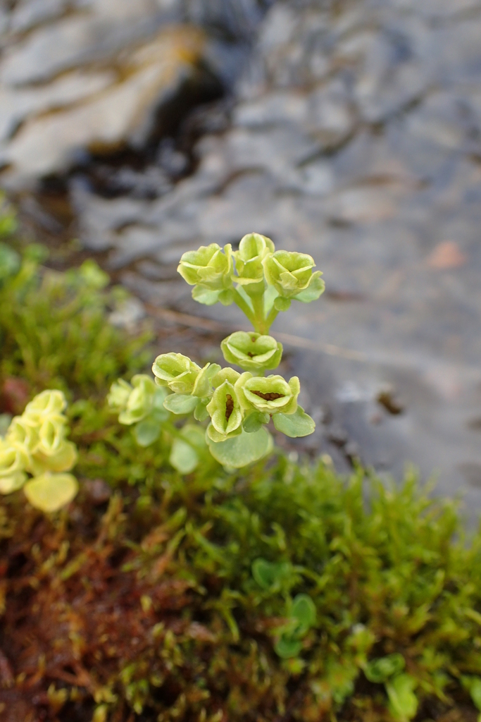 Chrysosplenium rimosum