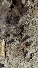 Cyphomyrmex rimosus