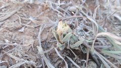 Trichodiadema orientale