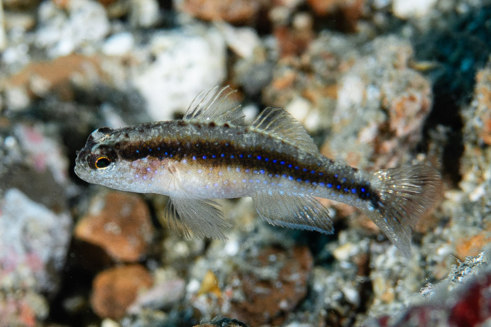 Striped Goby