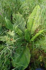 Lysichiton camtschatcensis